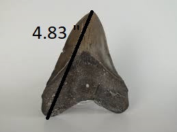 Megalodon Tooth Buyers Guide