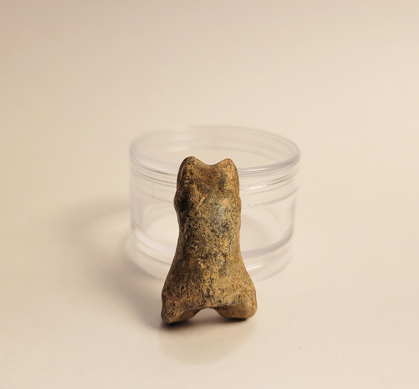 1.5" Cave Bear Toe Bone Fossil