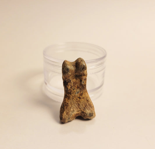 1.5" Cave Bear Toe Bone Fossil