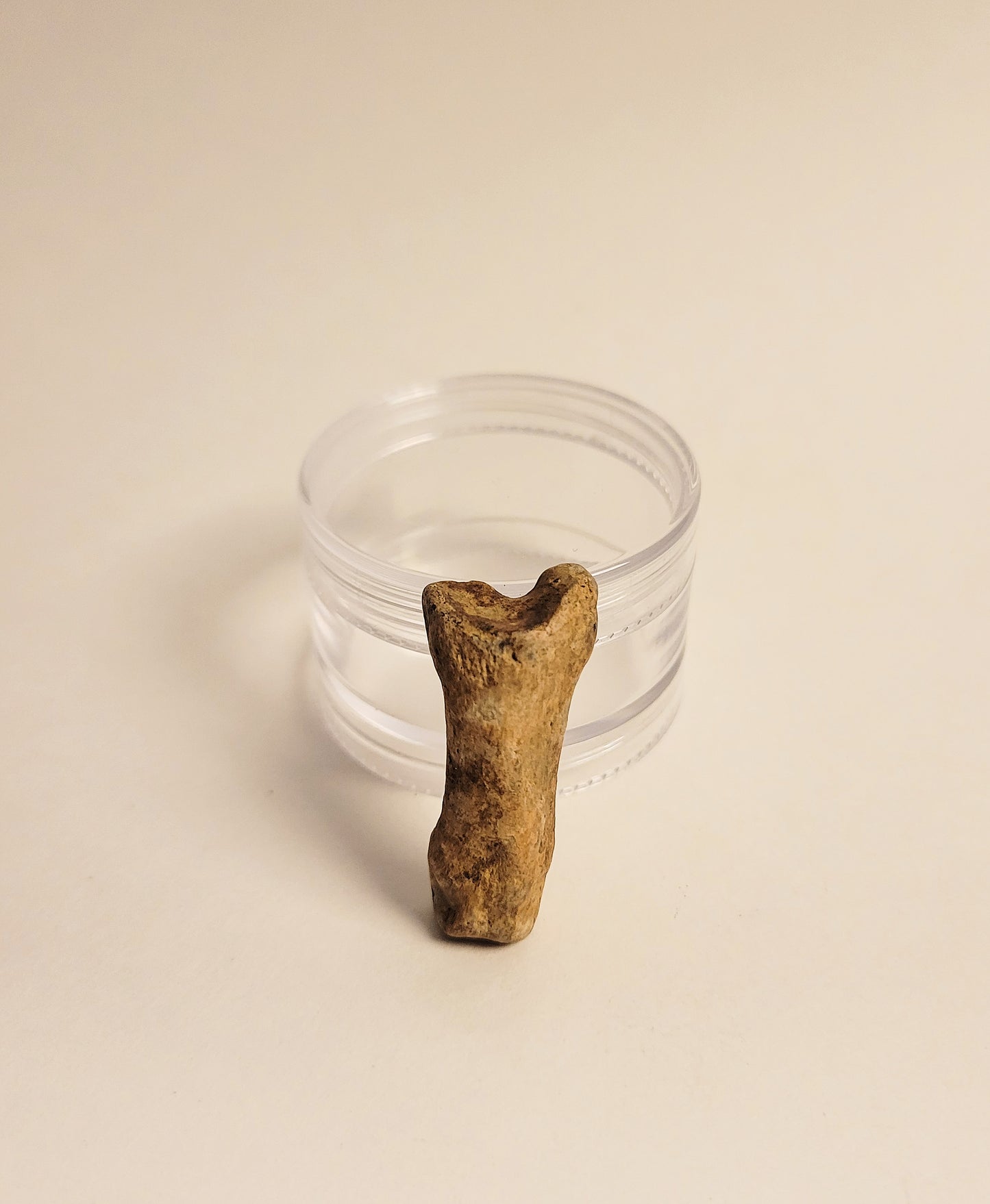 1.25" Cave Bear Toe Bone Fossil