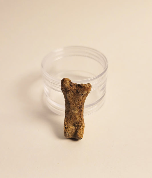 1.25" Cave Bear Toe Bone Fossil