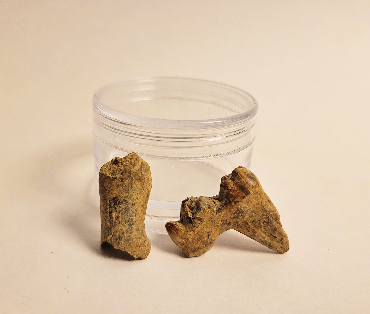 Cave Bear Molar, Toe Bone Bundle