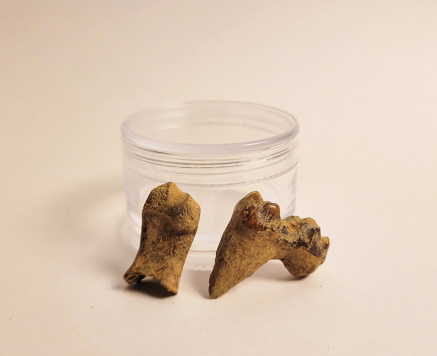 Cave Bear Molar, Toe Bone Bundle