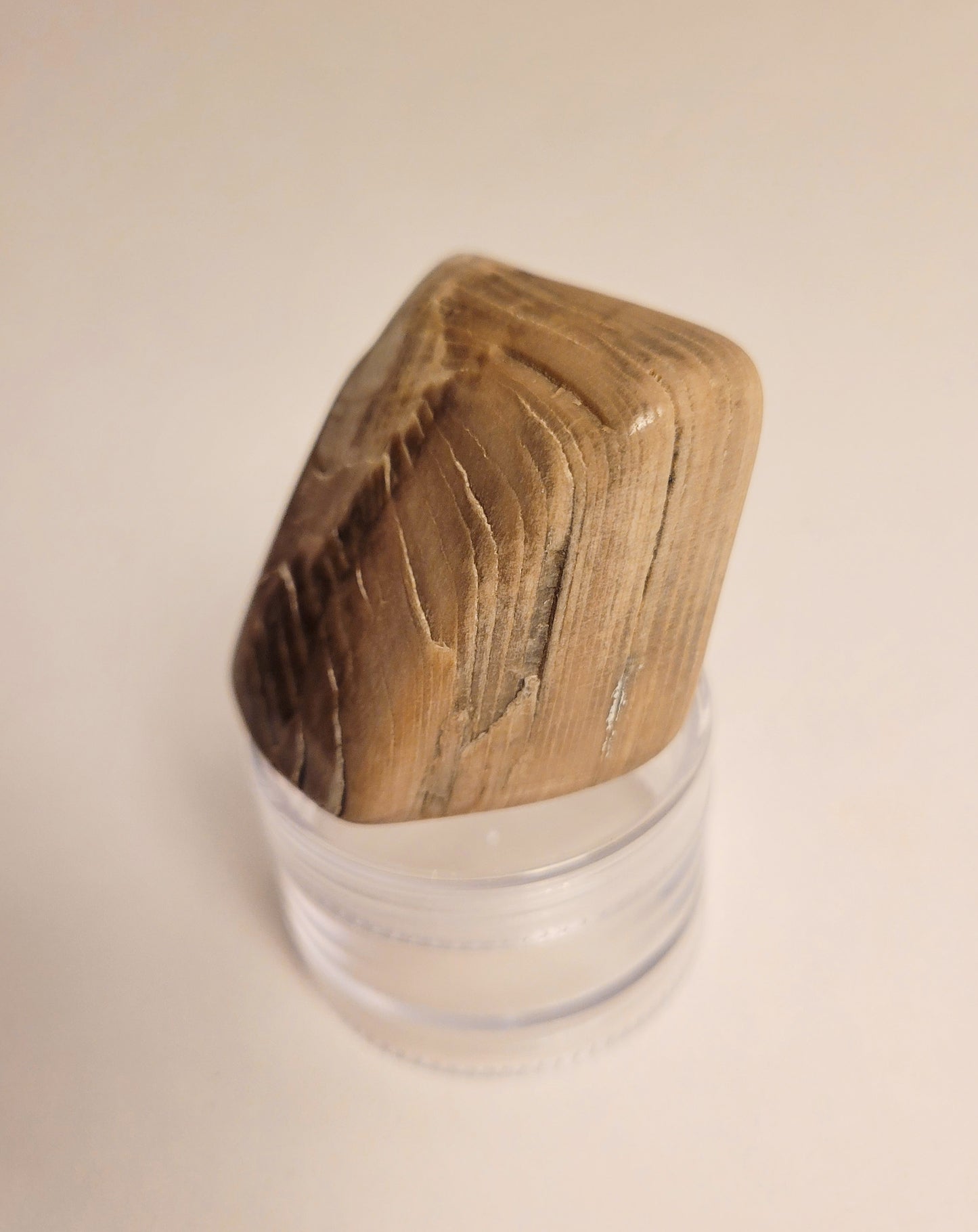 Polished Petrified Wood