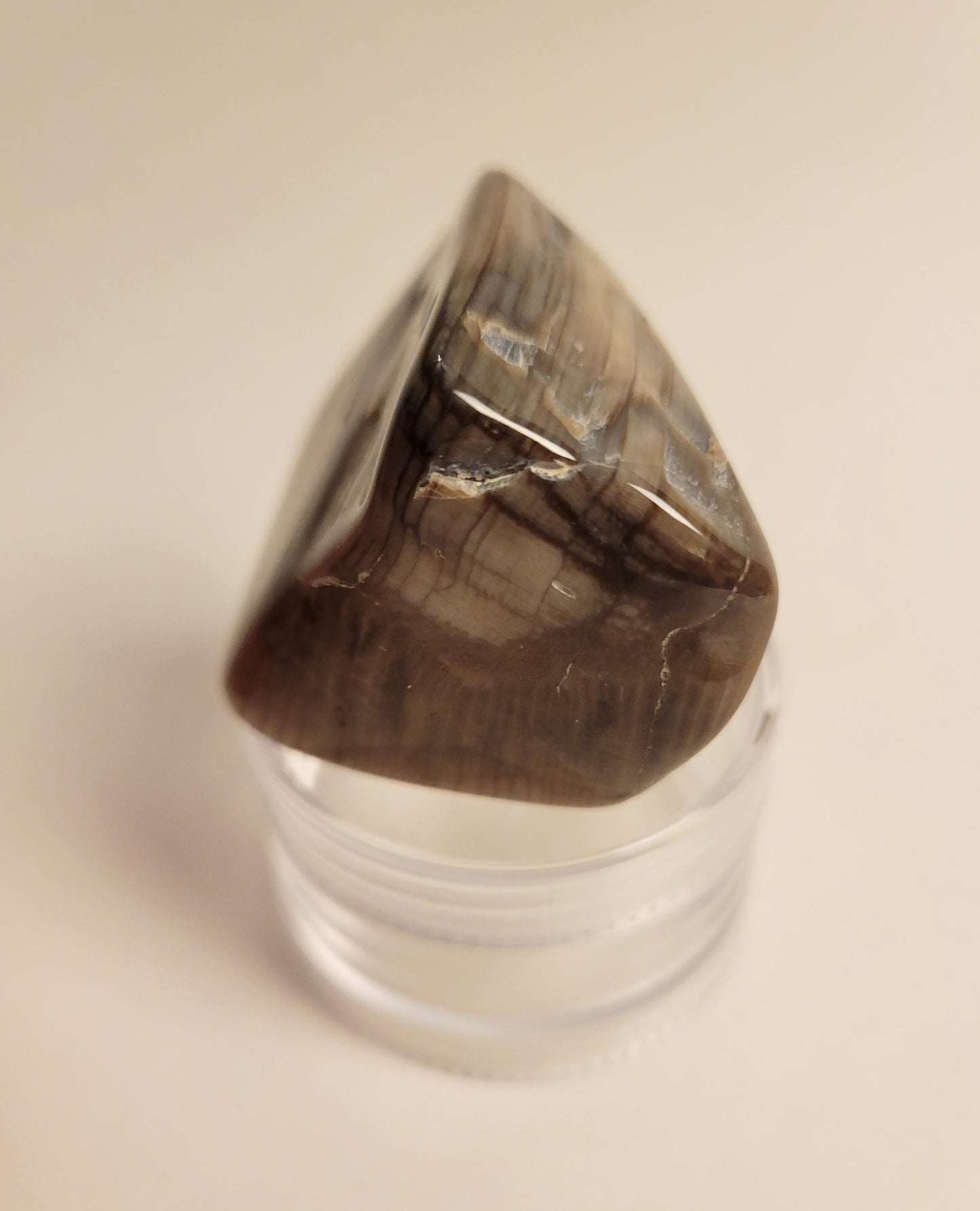 Polished Petrified Wood