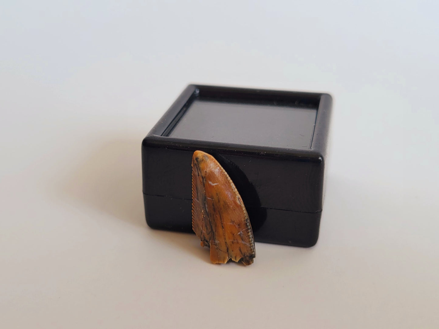 0.75" Majungasaurus Tooth (Madagascar)