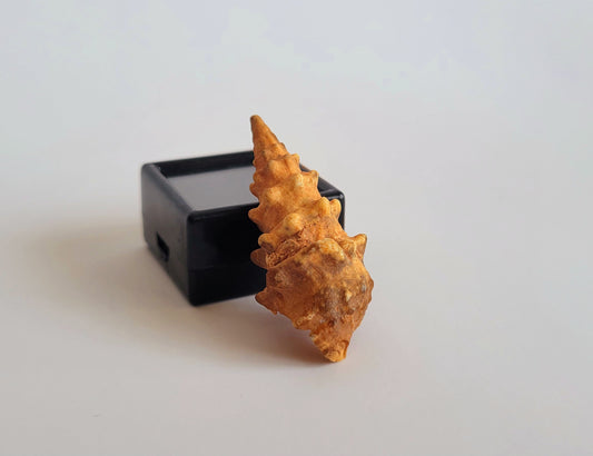 1.35" Agatized Cerithium Gastropod Fossil (Morocco)