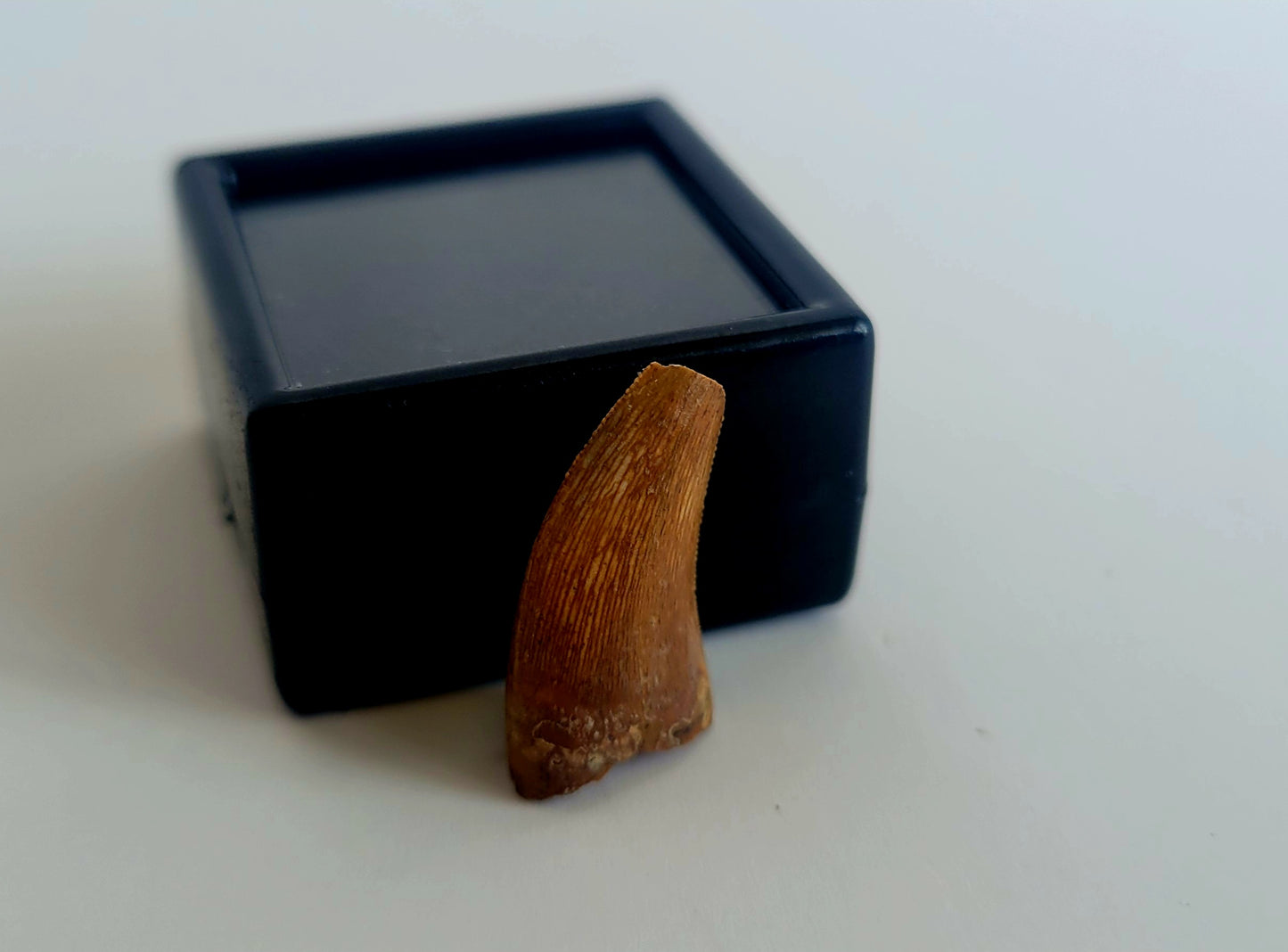 0.75" Majungasaurus Tooth (Madagascar)