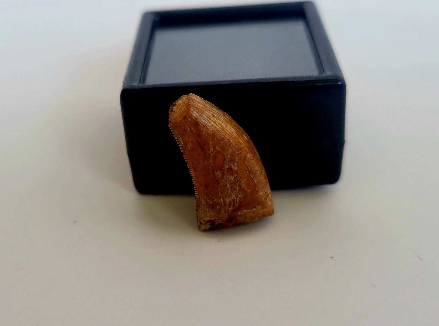 0.75" Majungasaurus Tooth (Madagascar)