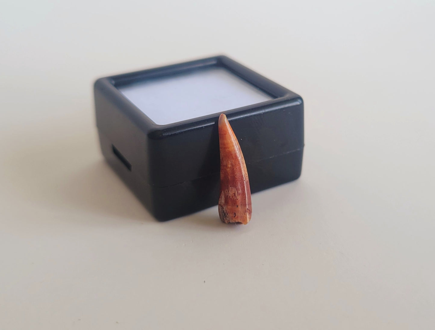 0.75" Aidachar Fossil Fish Tooth (Morocco)