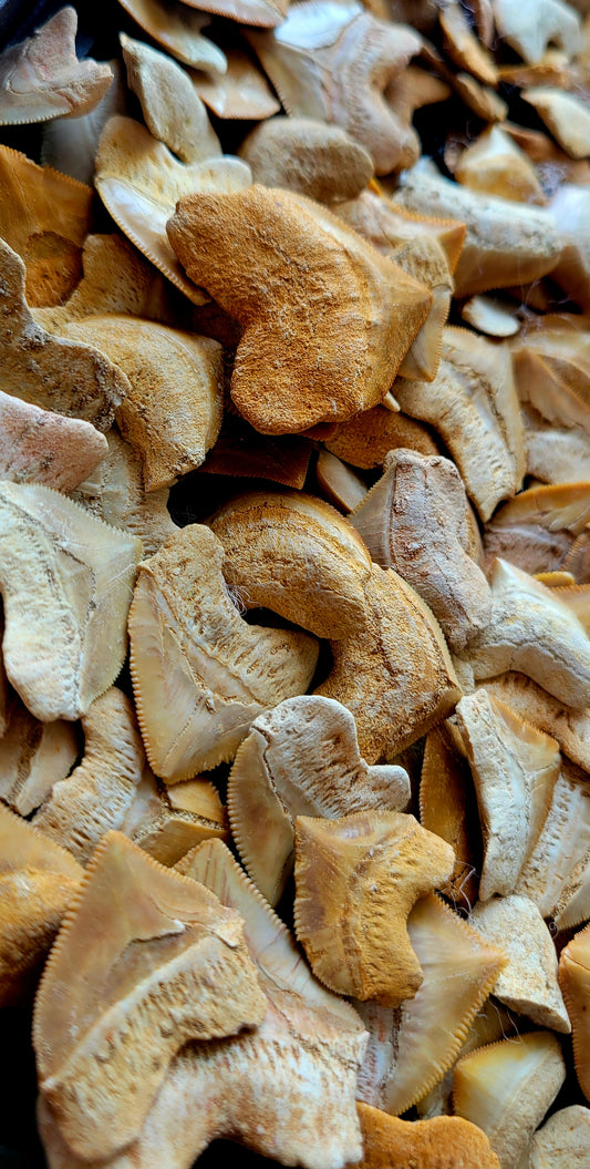 100 Sqaulicorax (crow) Shark Fossil Teeth Bundle