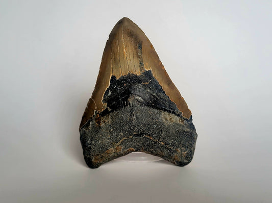 4.68" Megalodon Tooth