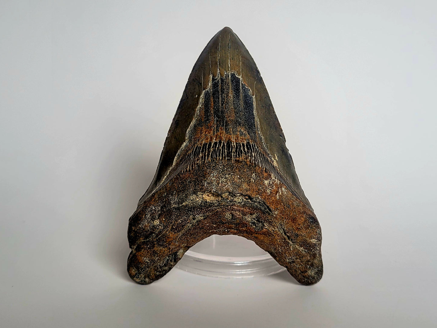 4.87" Megalodon Tooth