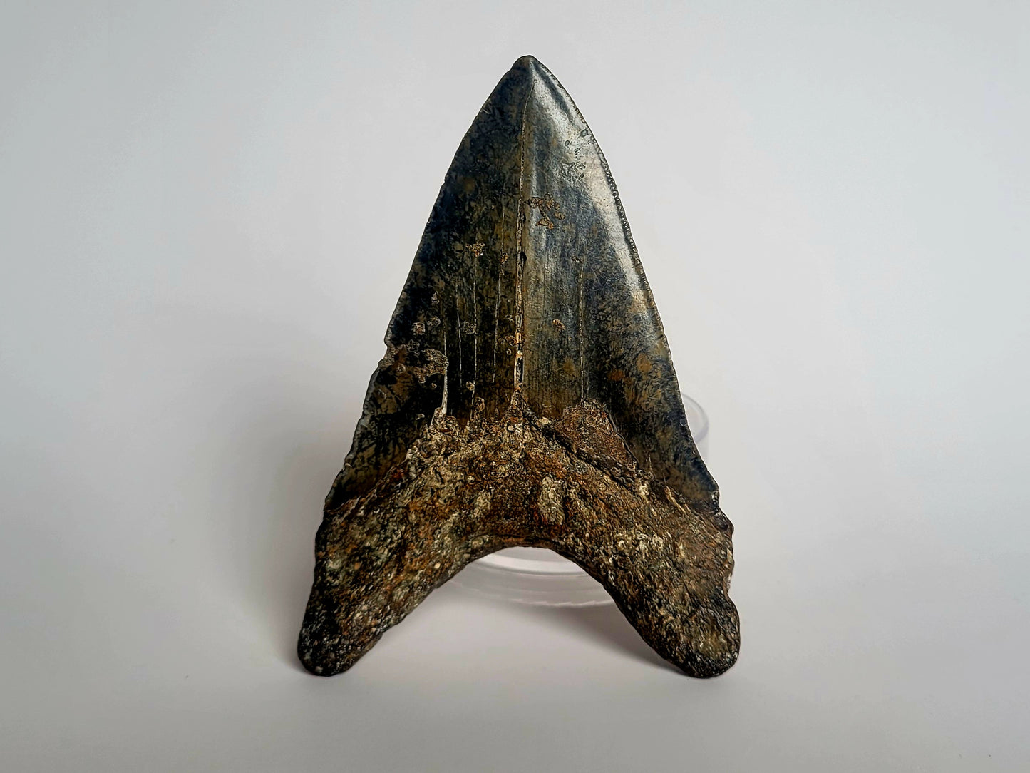 4.87" Megalodon Tooth