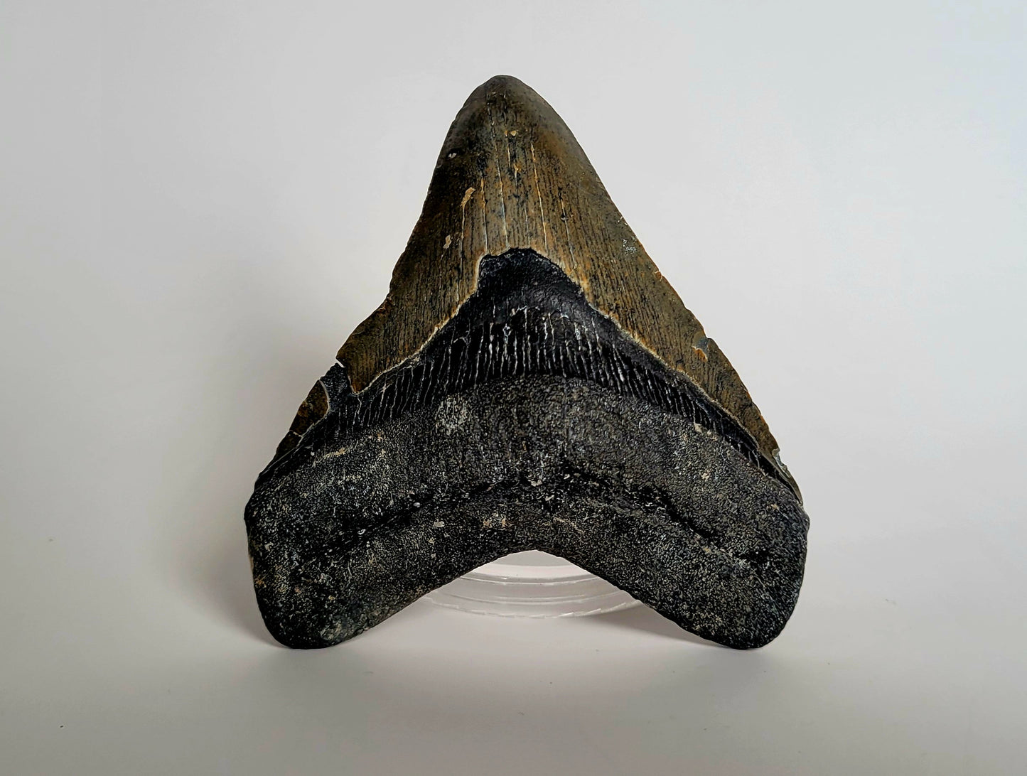 4.42" Megalodon Tooth