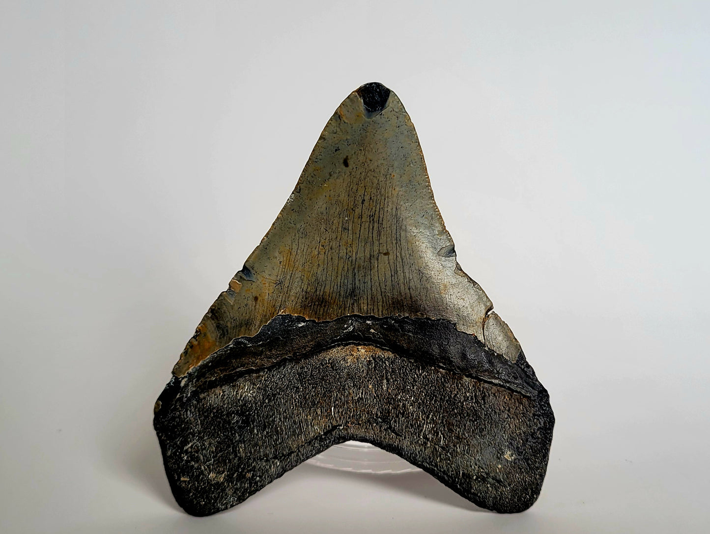 4.42" Megalodon Tooth