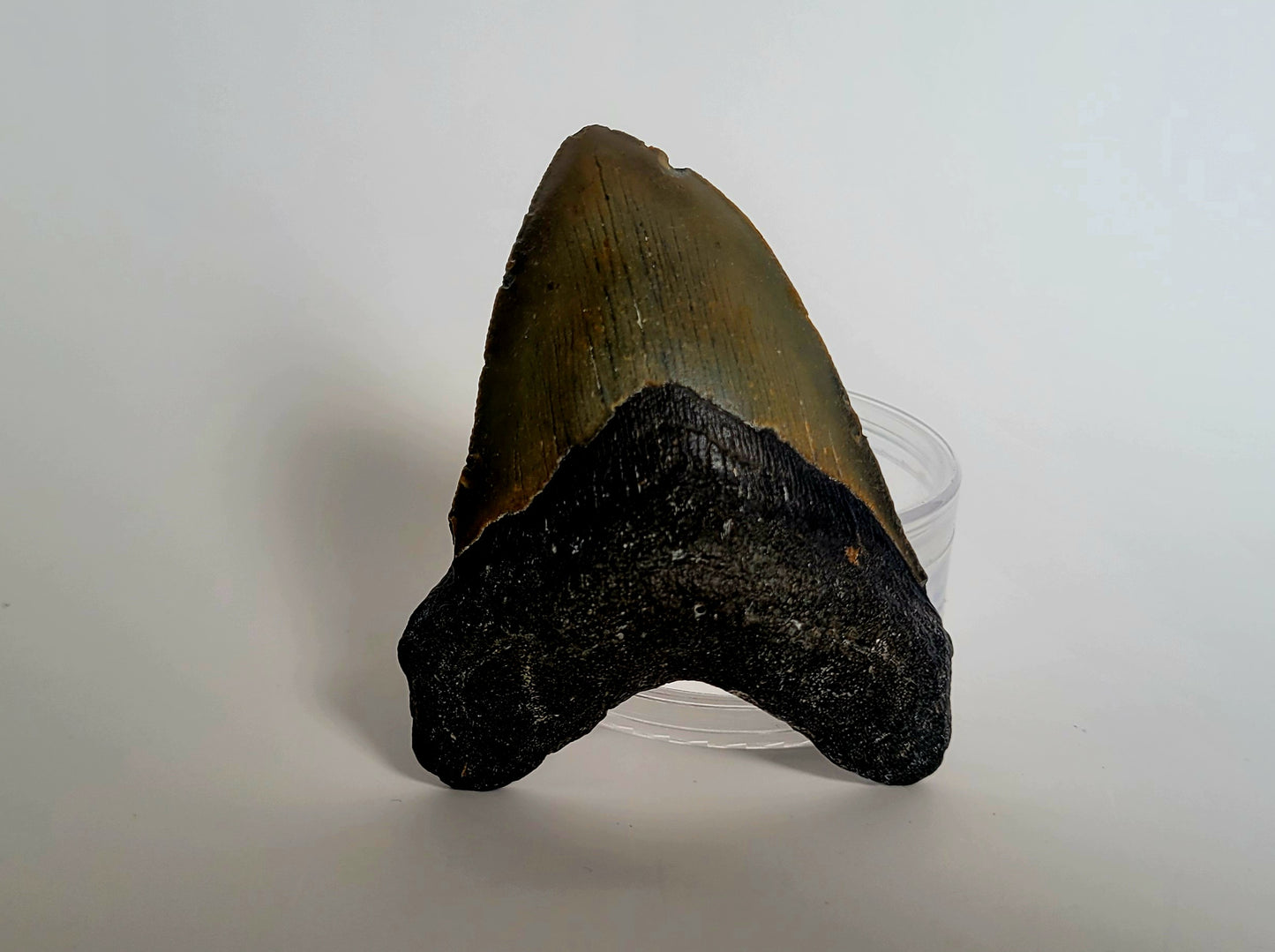 3.92" Megalodon Tooth