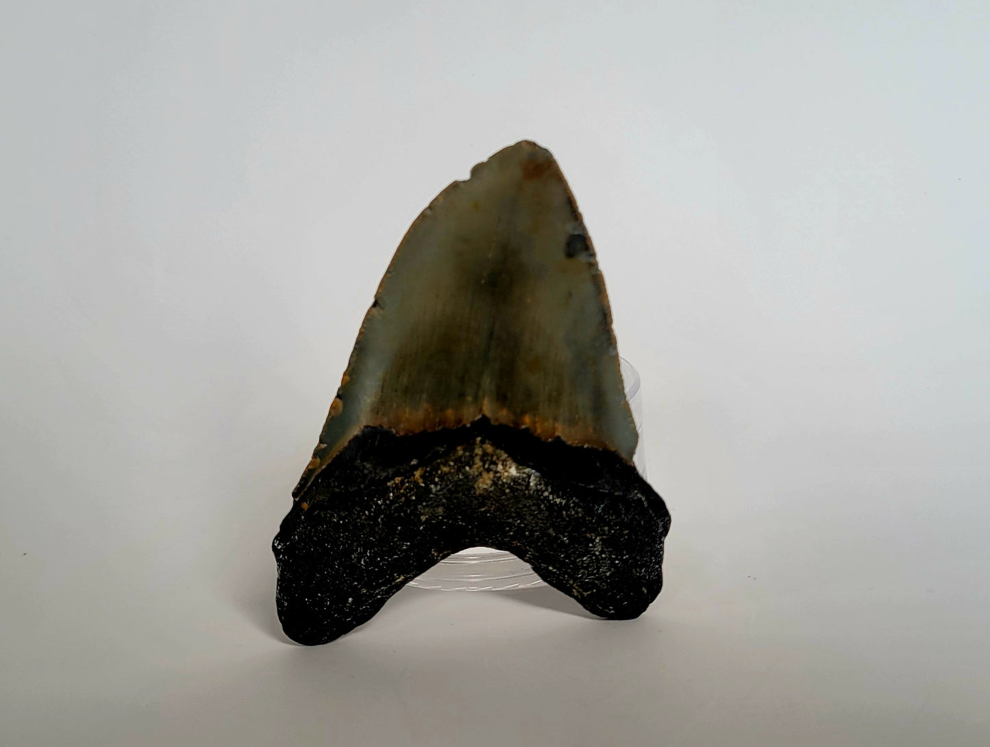 3.92" Megalodon Tooth