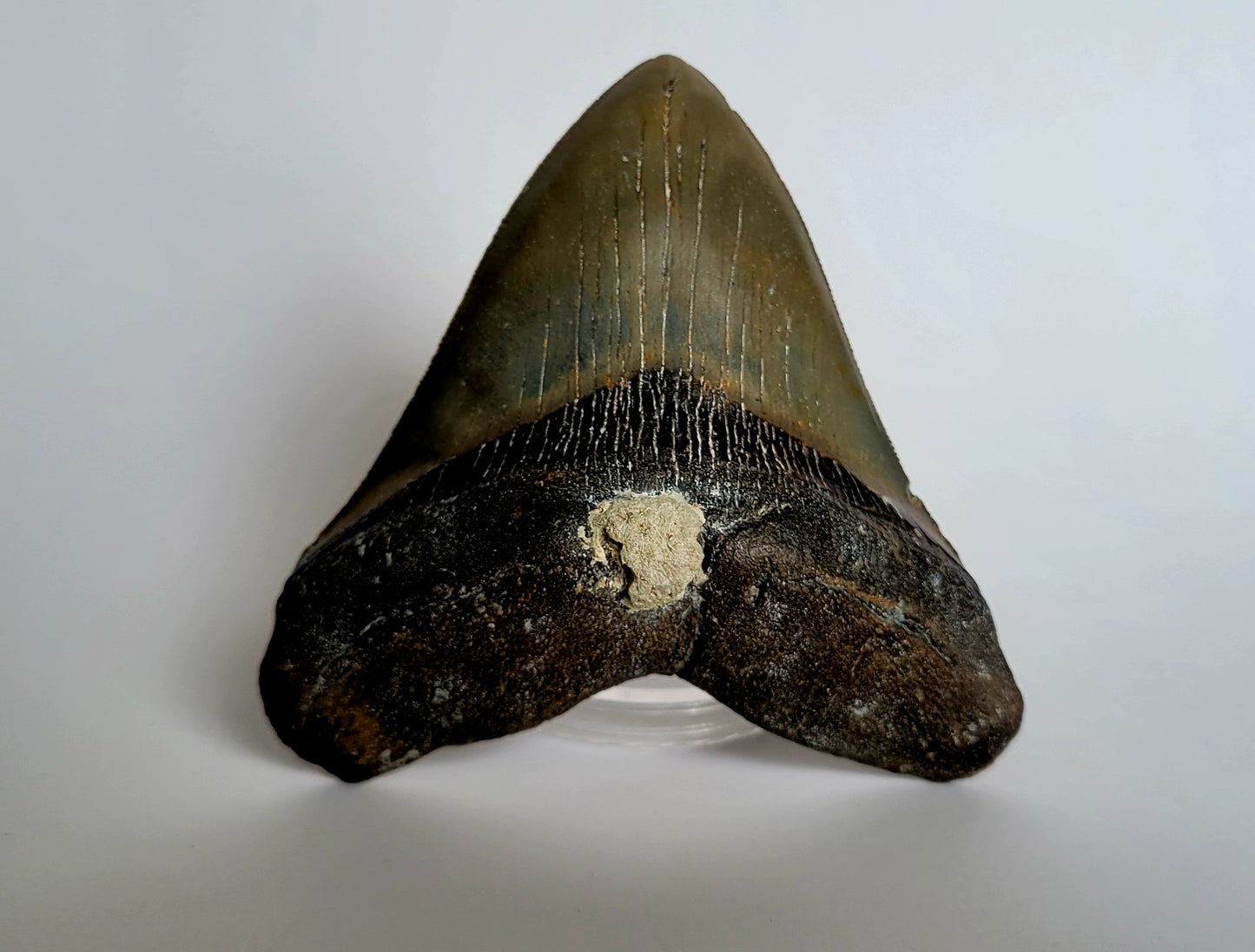 4.8" Top Quality Megalodon Tooth