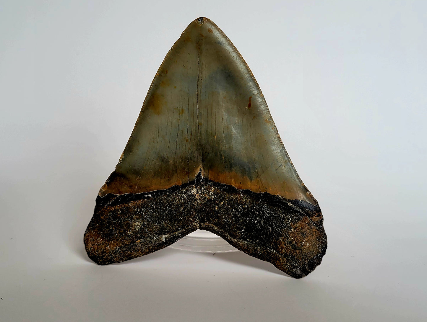 4.8" Top Quality Megalodon Tooth