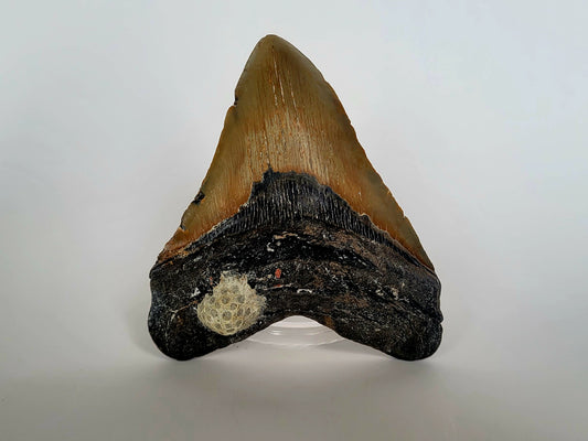 5.38" Megalodon Tooth