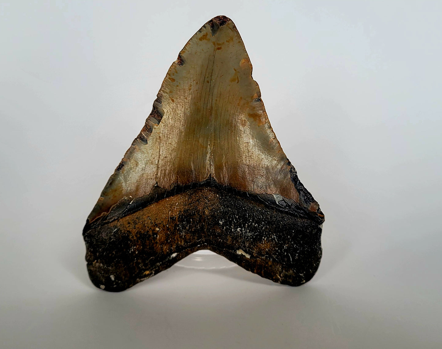 5.38" Megalodon Tooth