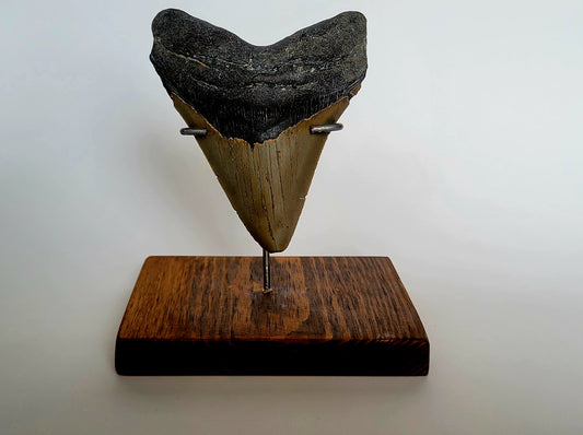 4.64" Megalodon Tooth W/ Custom Stand