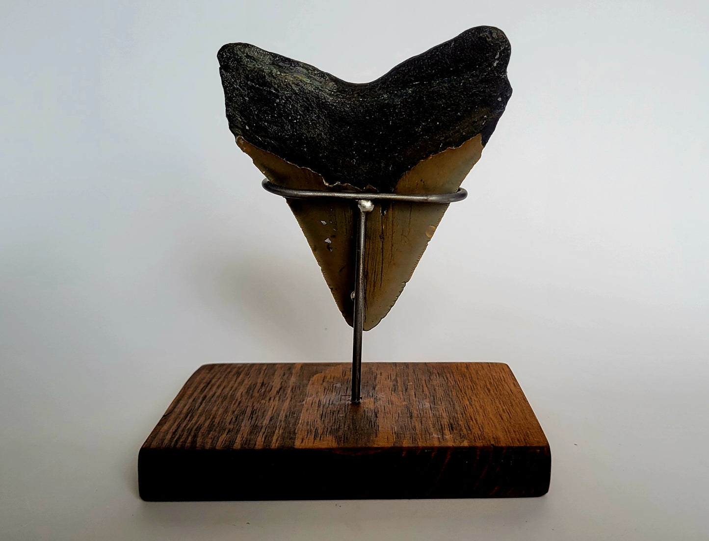 4.64" Megalodon Tooth W/ Custom Stand