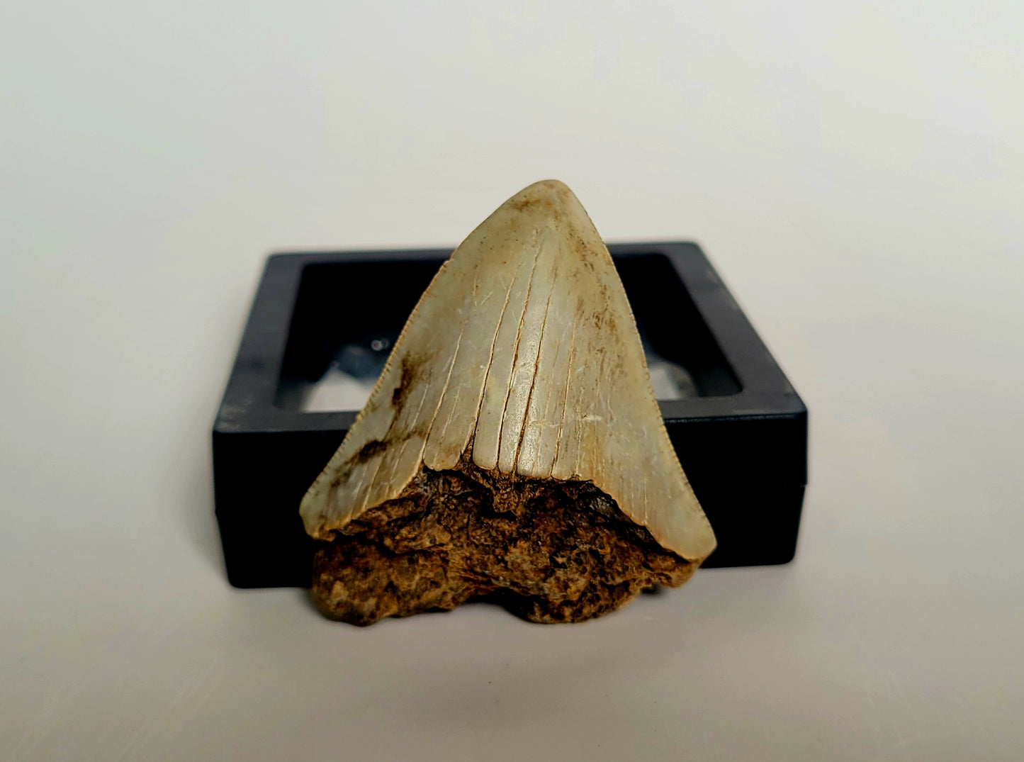 2.4" Pathological Megalodon Tooth (Indonesia)