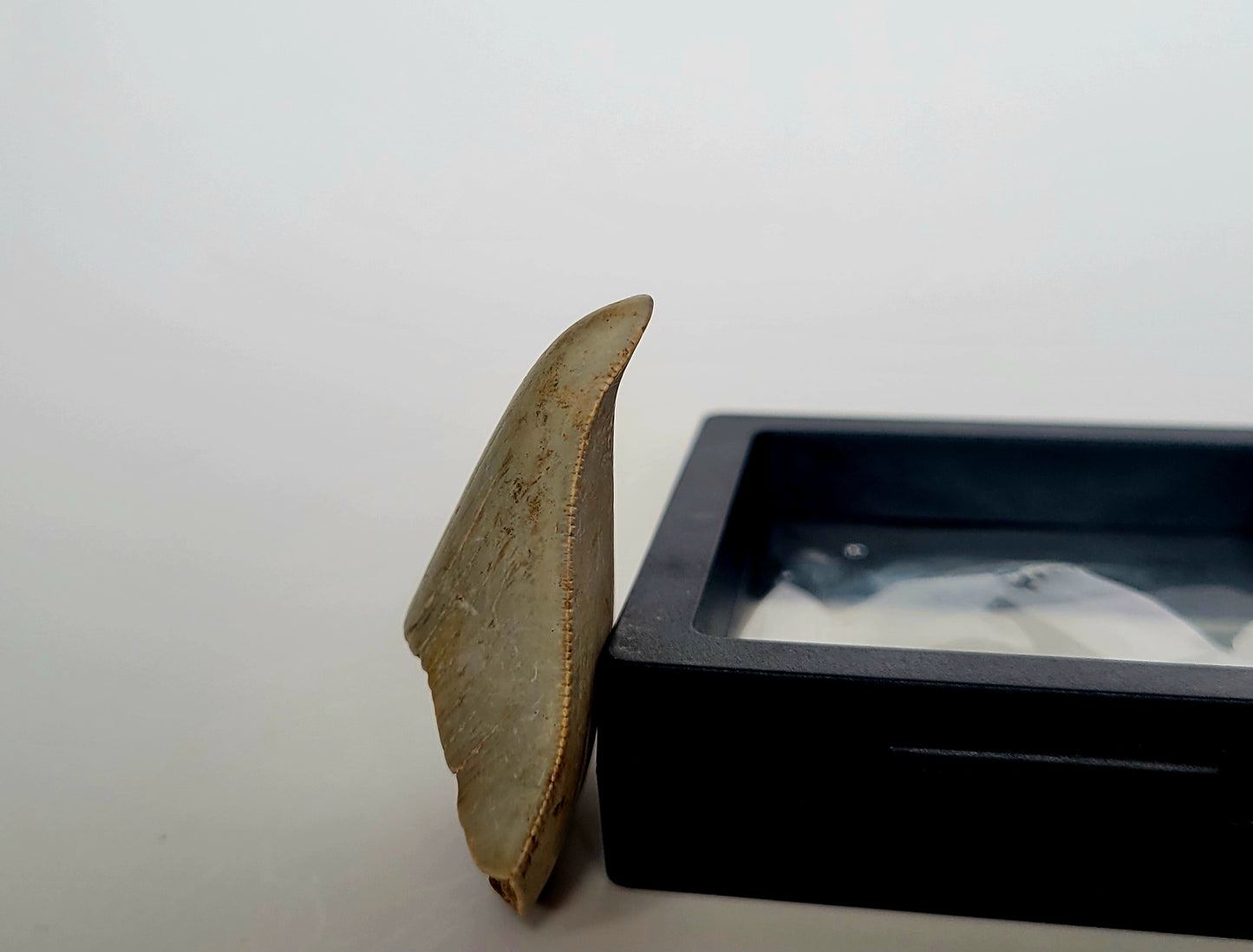 2.4" Pathological Megalodon Tooth (Indonesia)