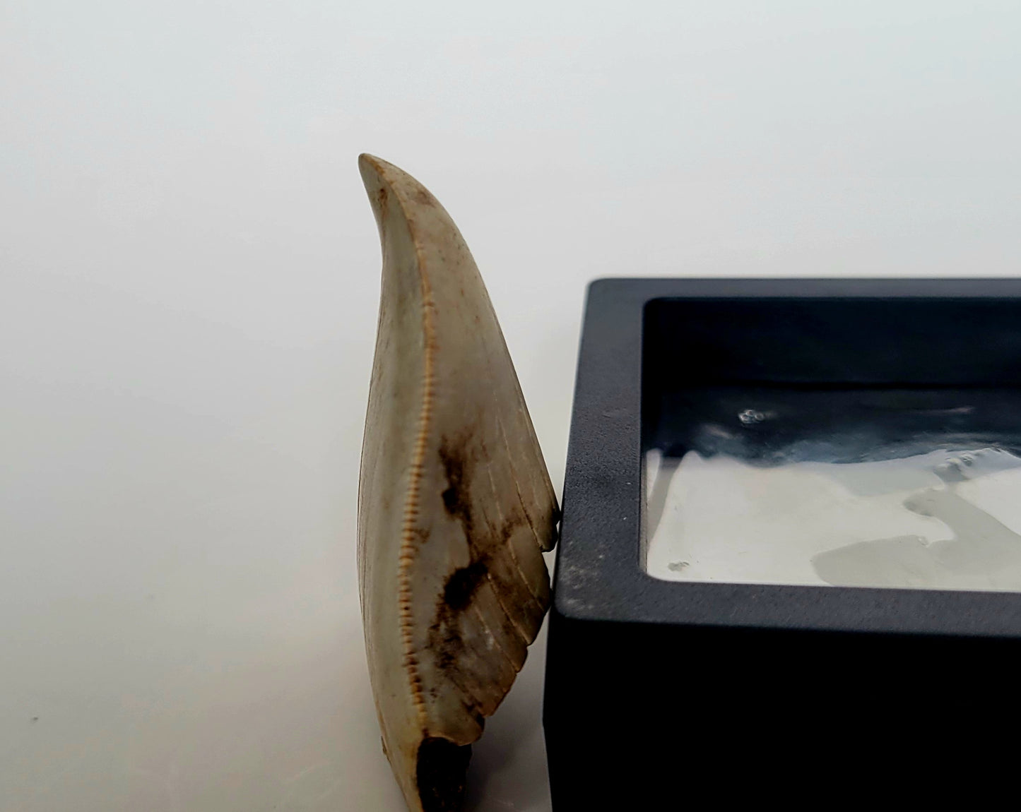 2.4" Pathological Megalodon Tooth (Indonesia)