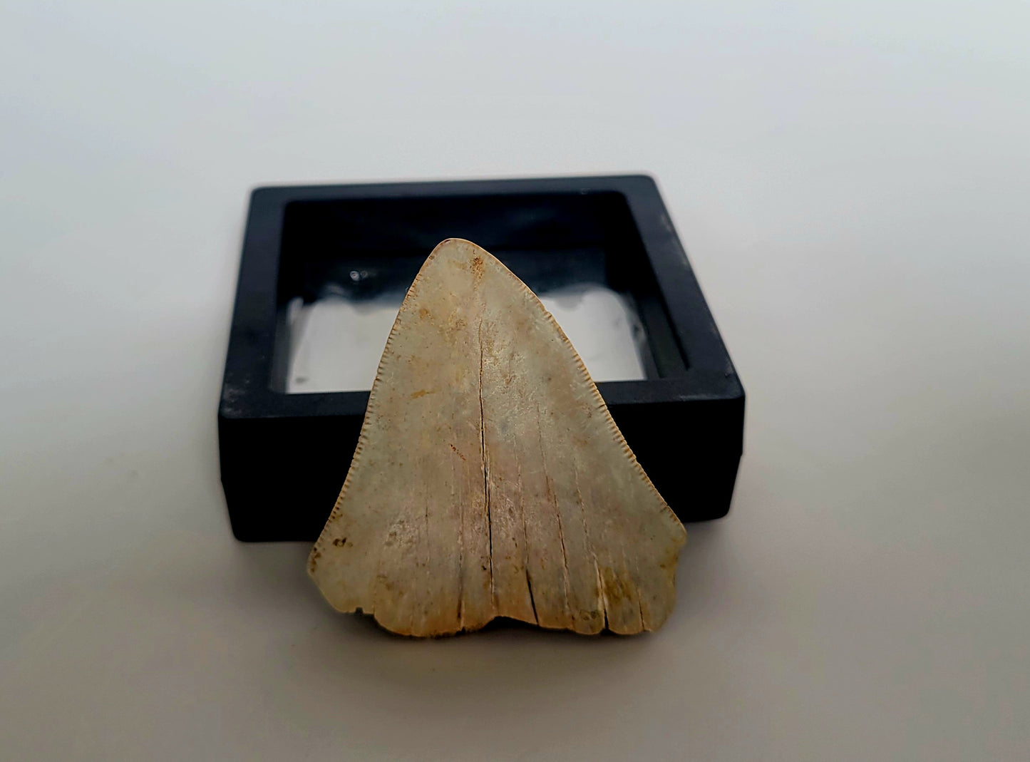 2.4" Pathological Megalodon Tooth (Indonesia)