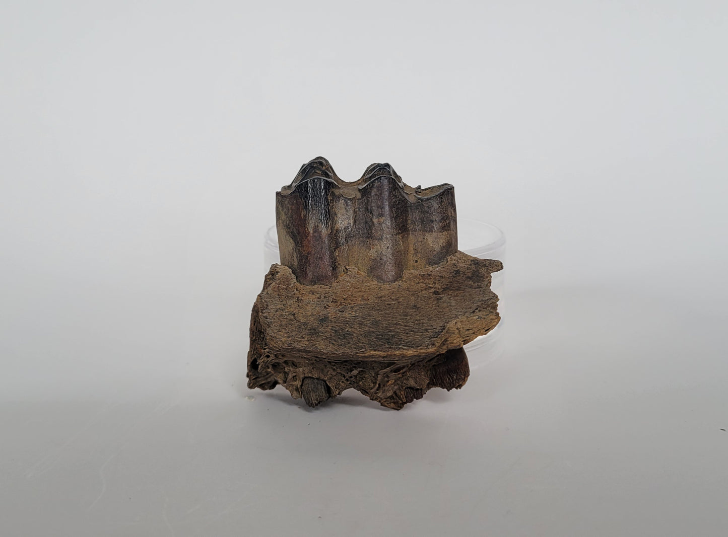 2.25" Rooted Steppe Bison Tooth