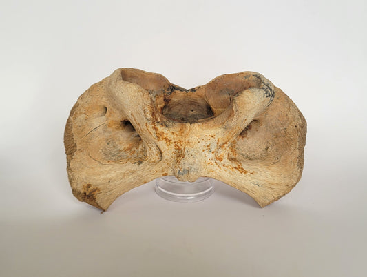 Steppe Bison Atlas Vertebrae