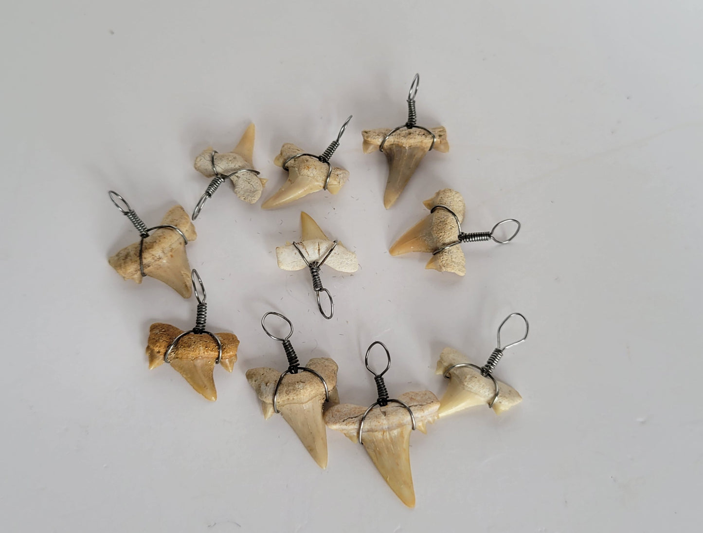 10 Cretalamna Appendiculata Shark teeth Necklace Bundle