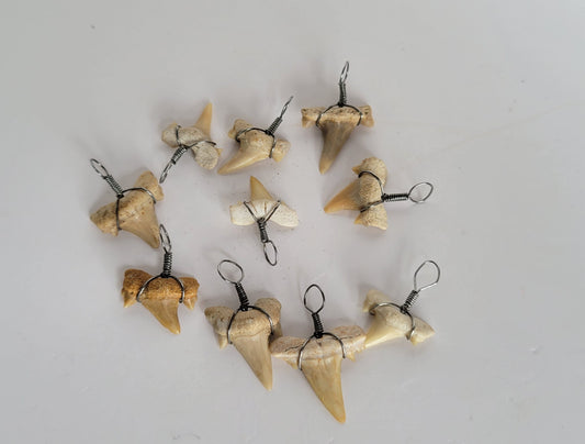 10 Cretalamna Appendiculata Shark teeth Necklace Bundle