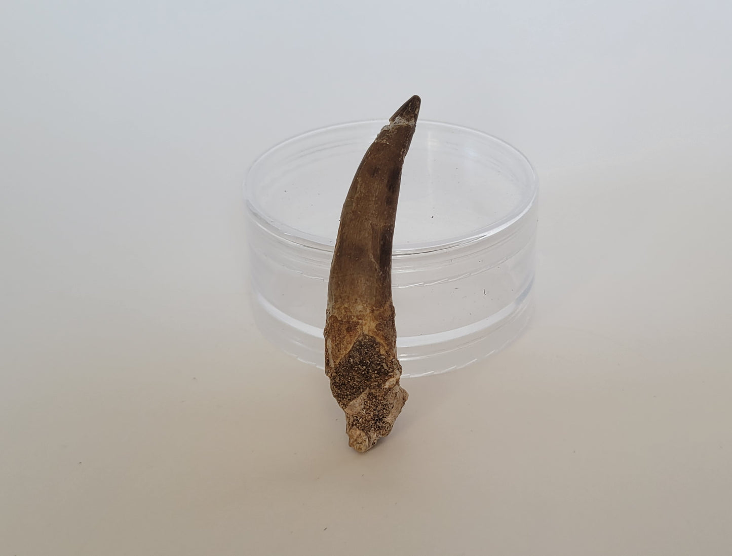 2.37" Plesiosaurus Tooth