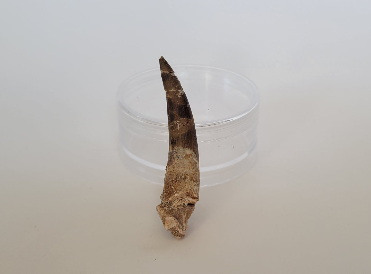 2.37" Plesiosaurus Tooth