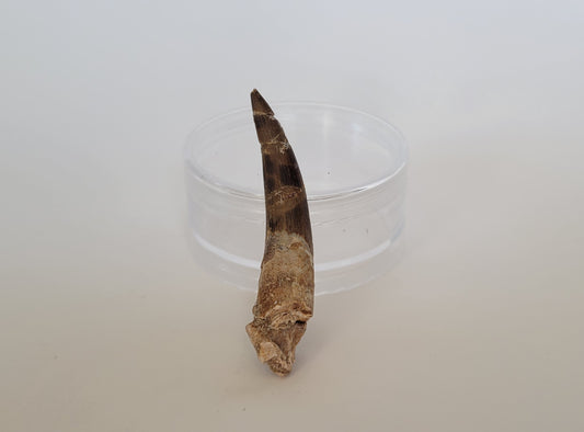 2.37" Plesiosaurus Tooth