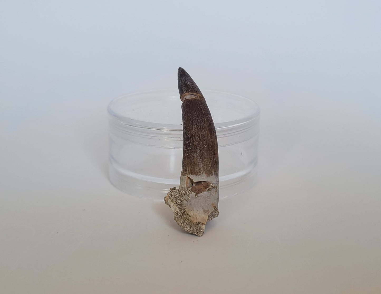 2.5" Plesiosaurus Tooth