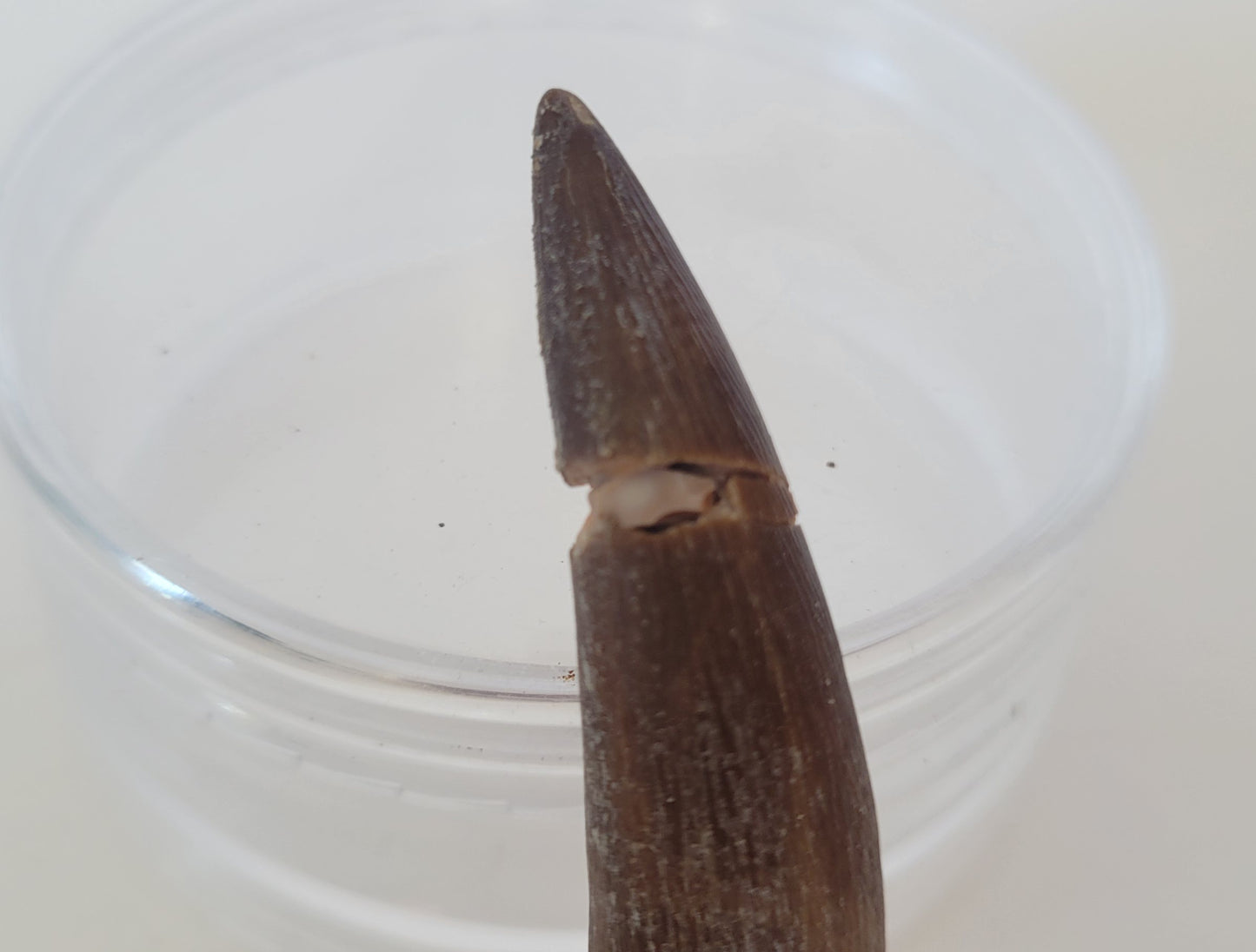 2.5" Plesiosaurus Tooth