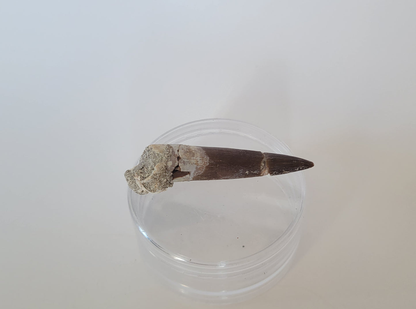 2.5" Plesiosaurus Tooth