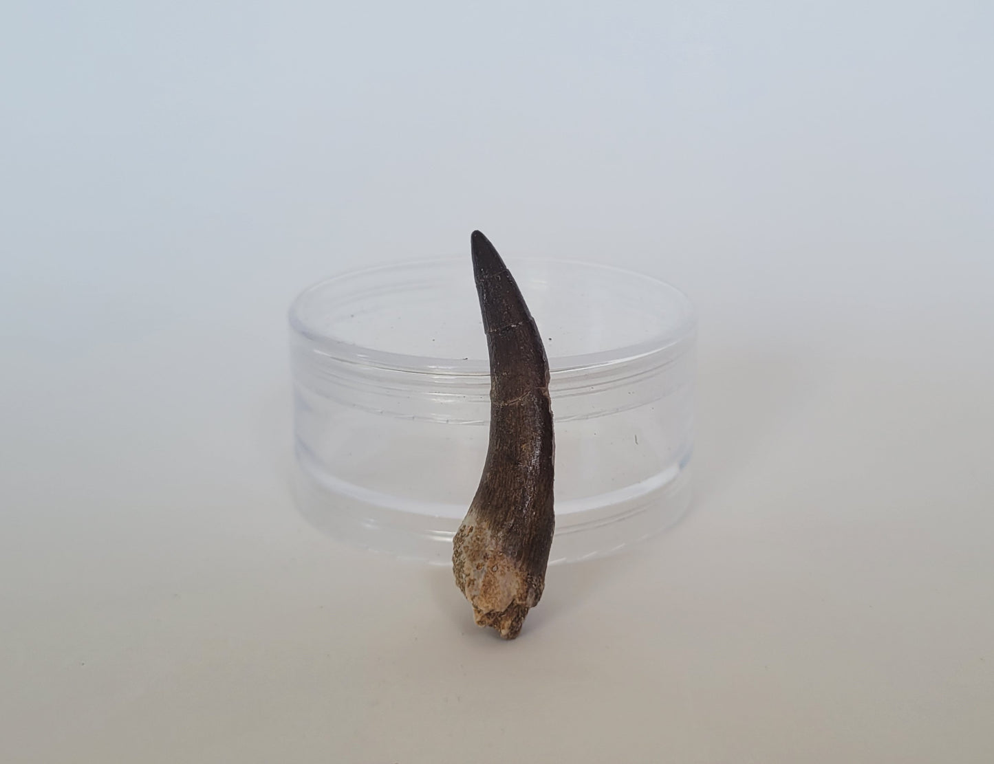 2.25"  Plesiosaurus Tooth