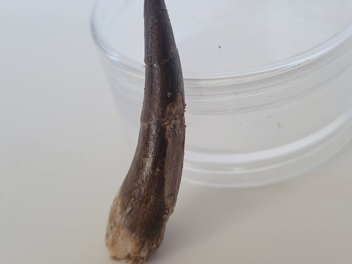 2.25"  Plesiosaurus Tooth