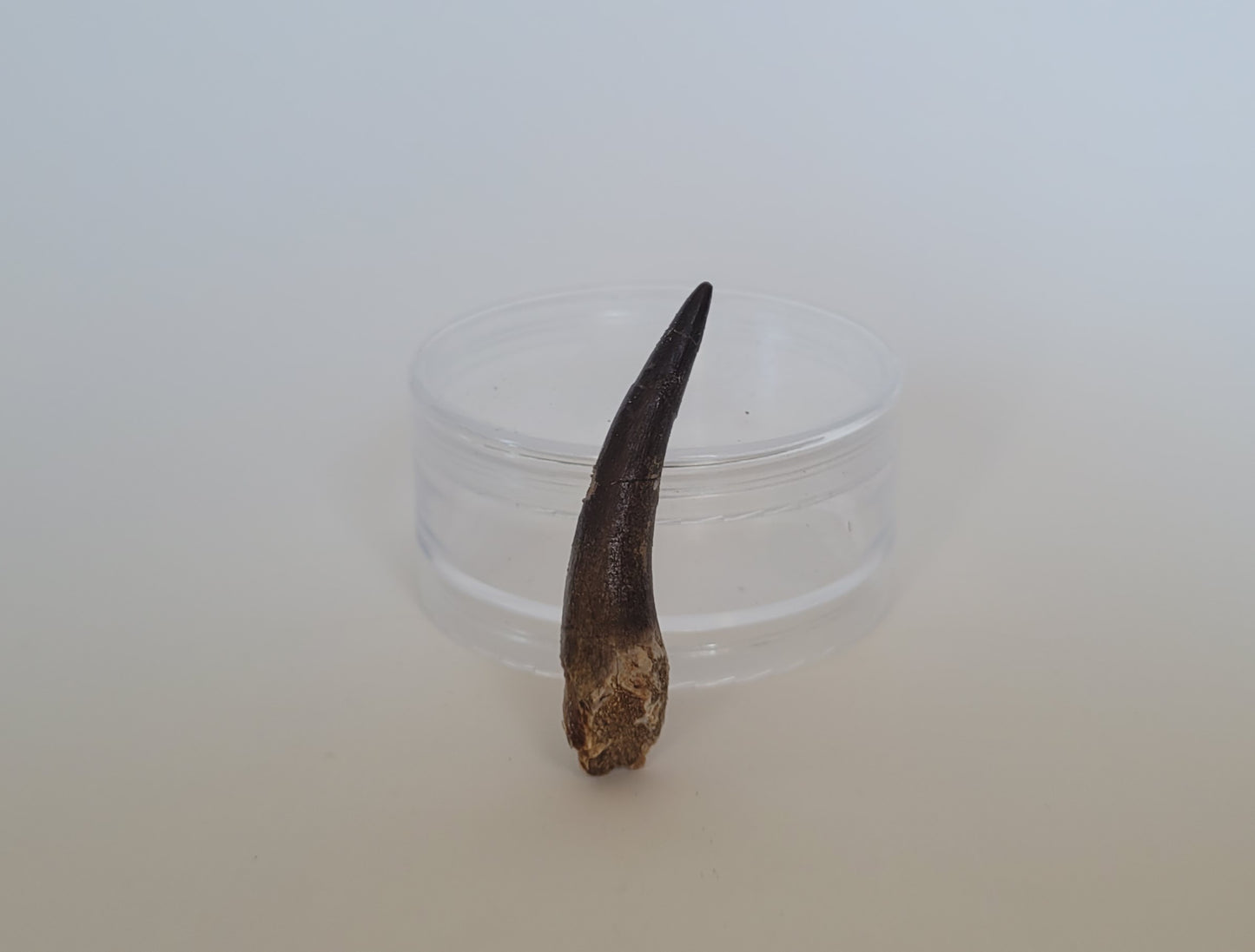 2.25"  Plesiosaurus Tooth