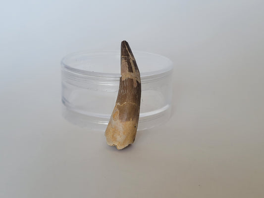 2.24" Plesiosaurus Tooth