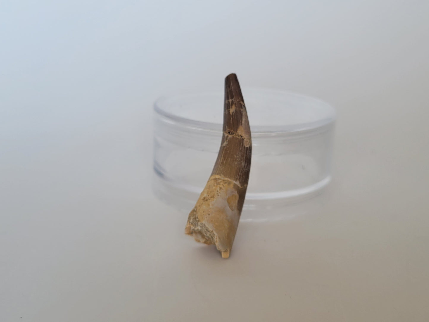 2.24" Plesiosaurus Tooth