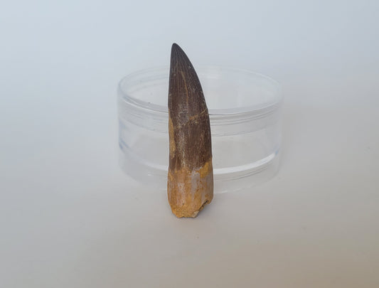 2.2" Plesiosaurus Tooth