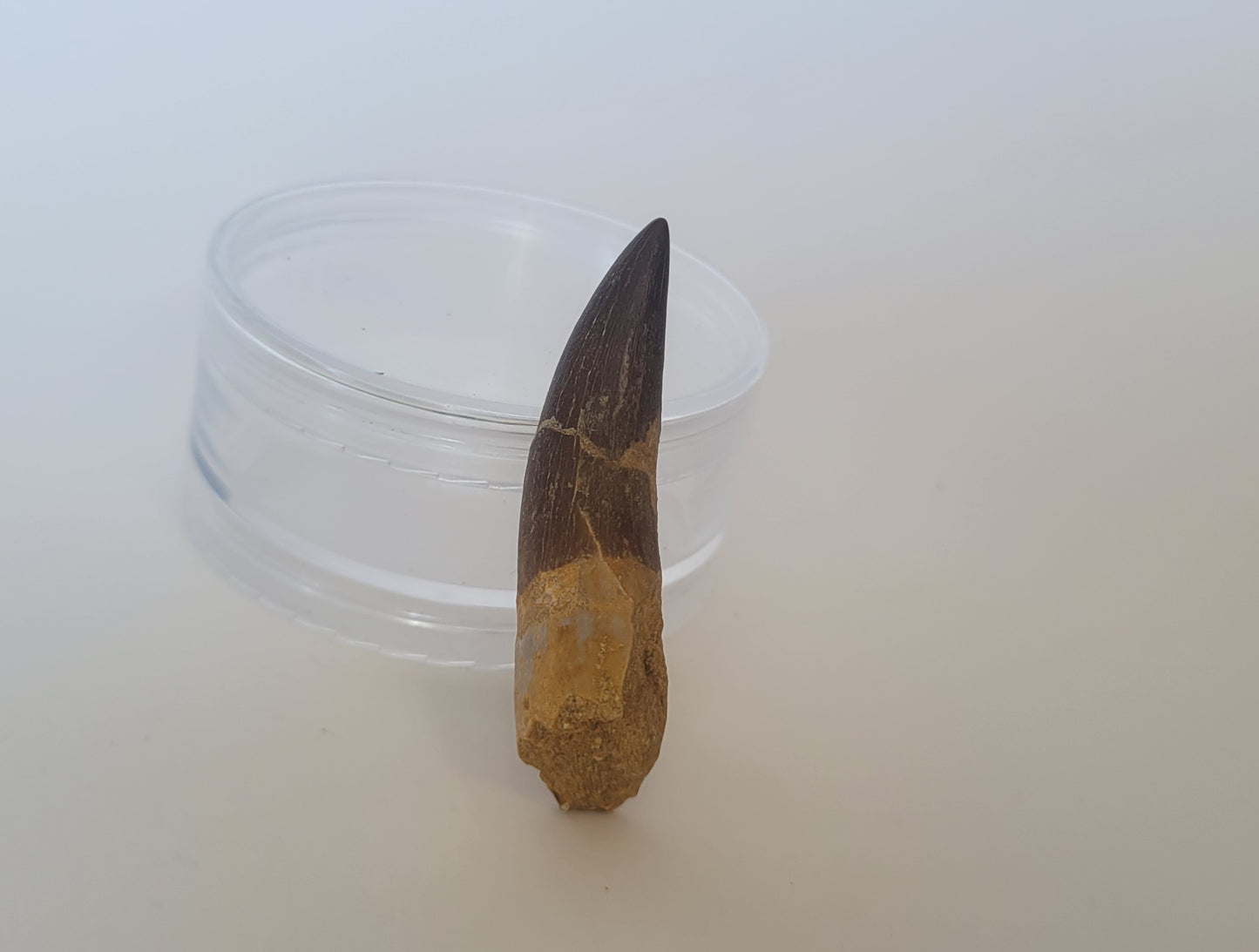 2.2" Plesiosaurus Tooth