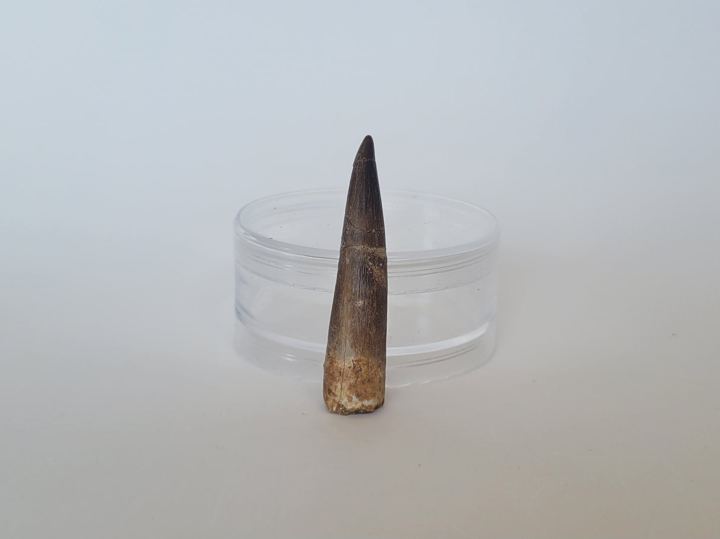 2.5" Plesiosaurus Tooth